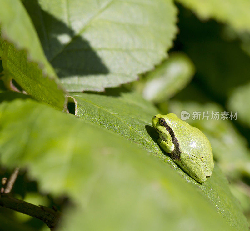 树蛙(Hyla arborea)